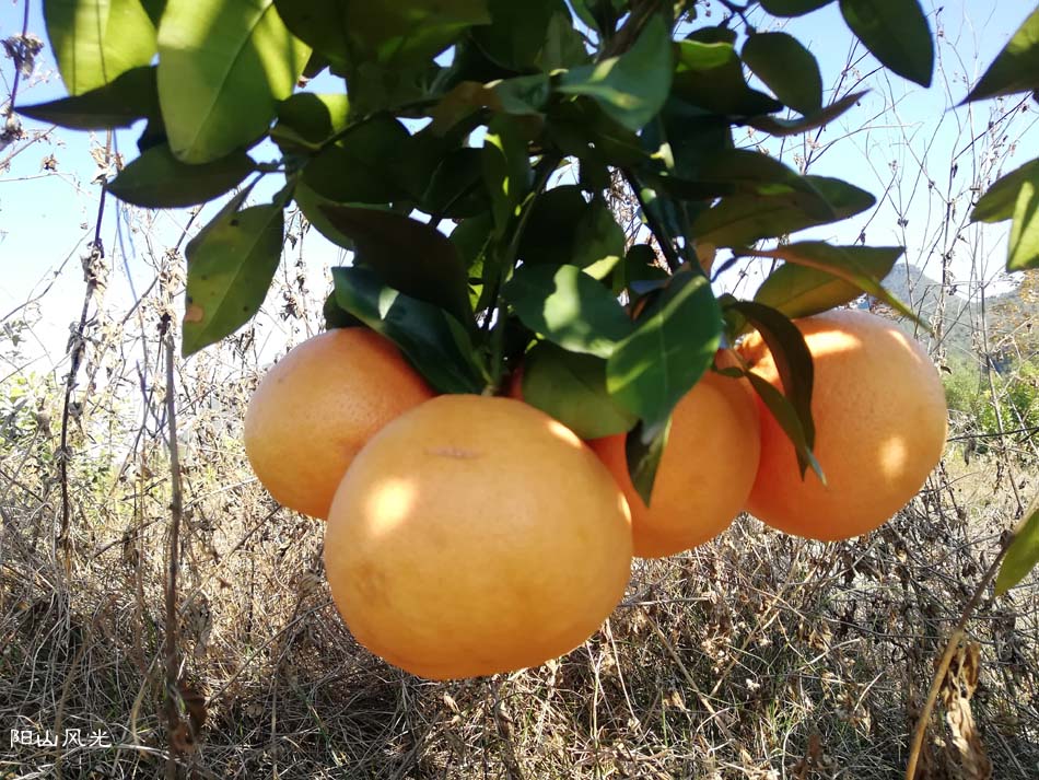 һҳ