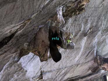 һҳ