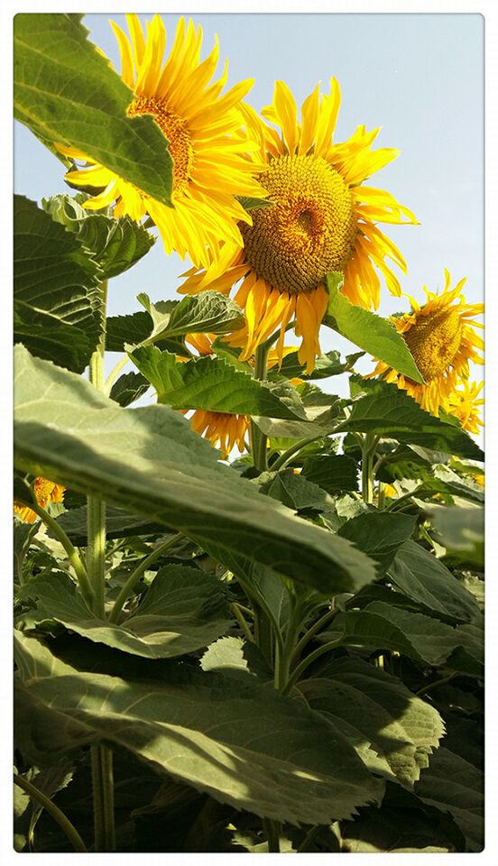 һҳ