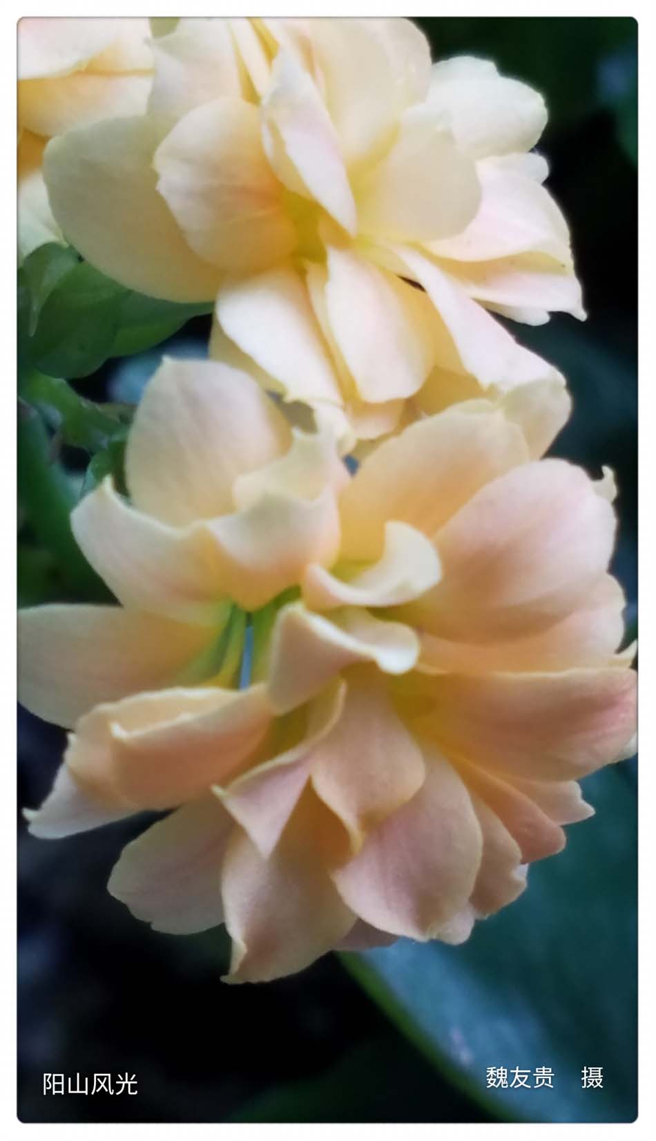 һҳ