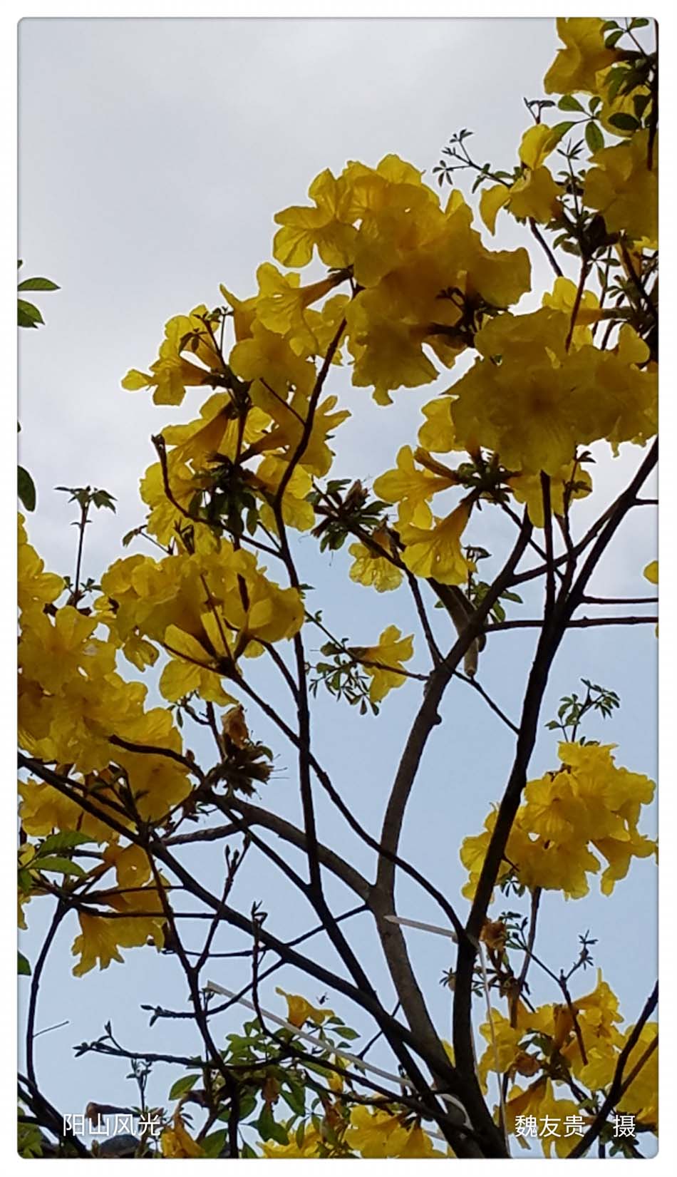 һҳ