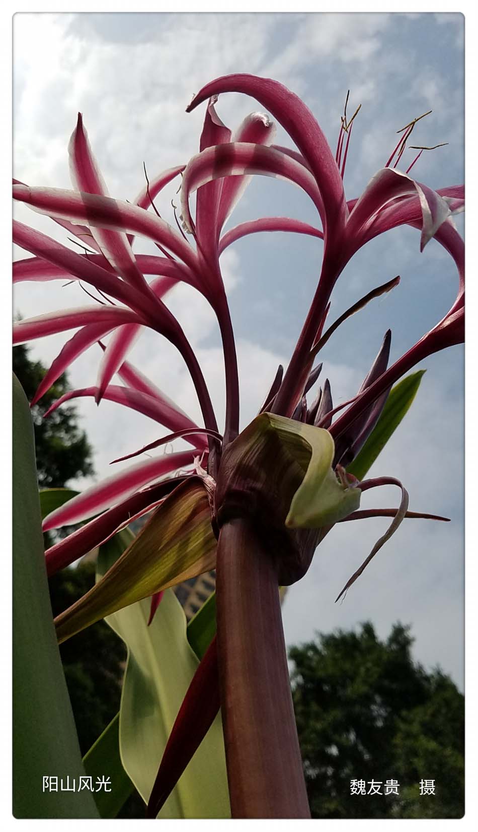 һҳ