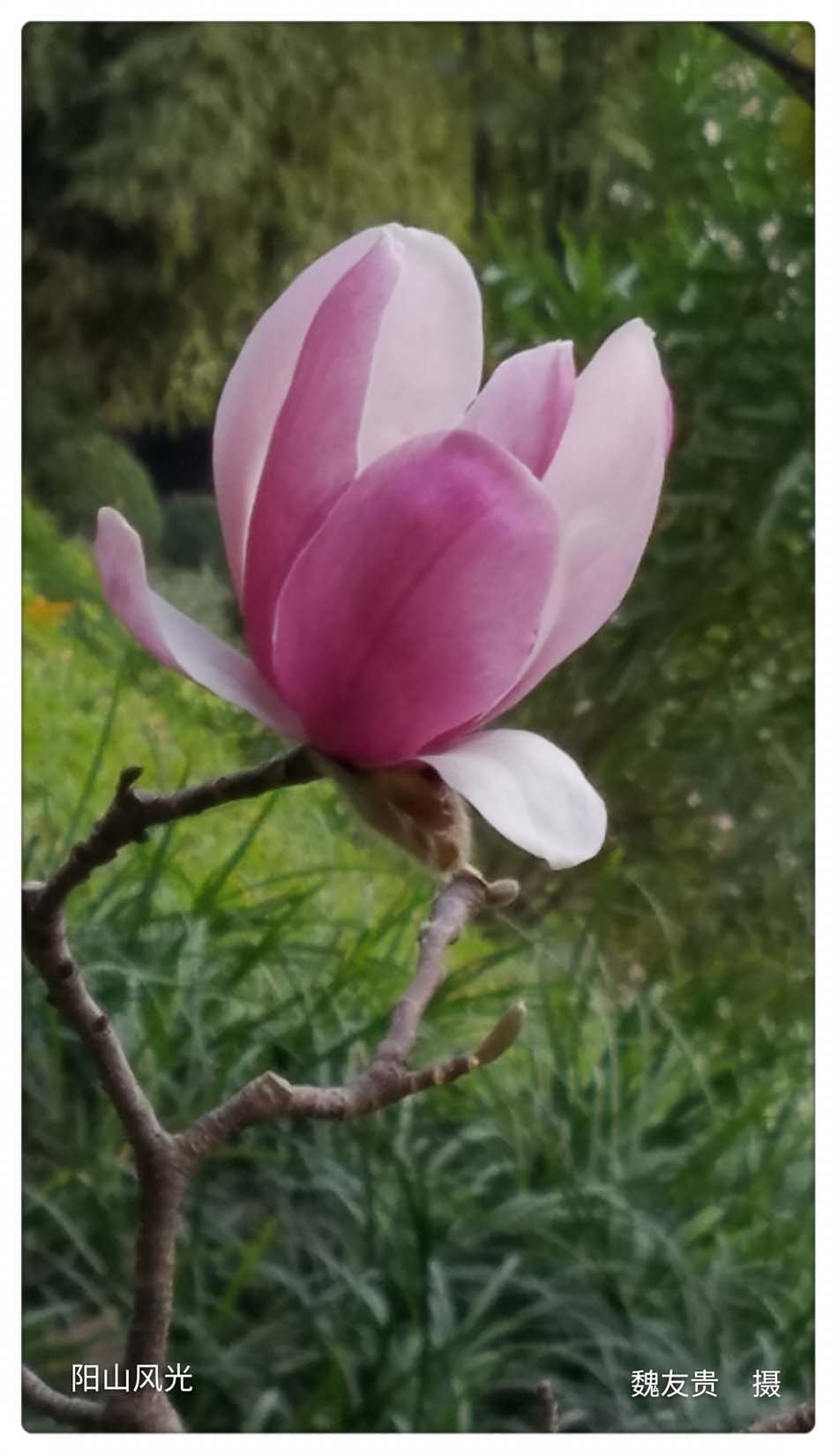 һҳ