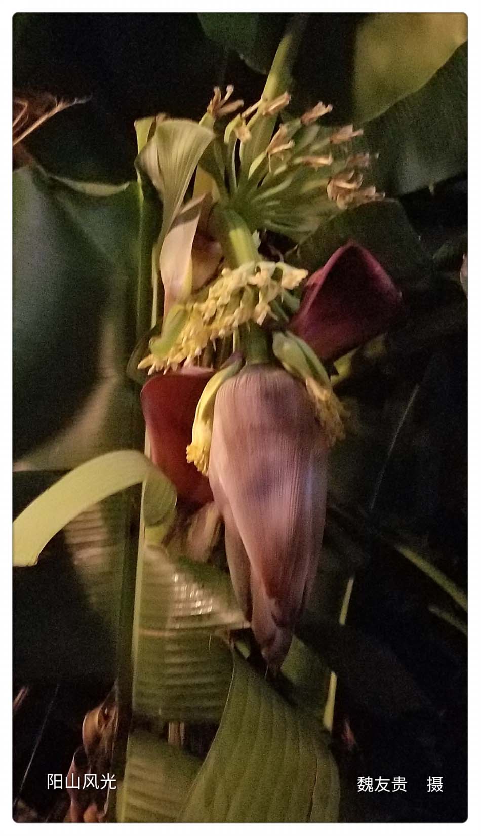 һҳ
