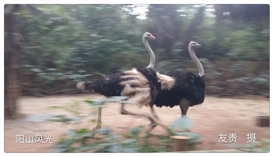 һҳ