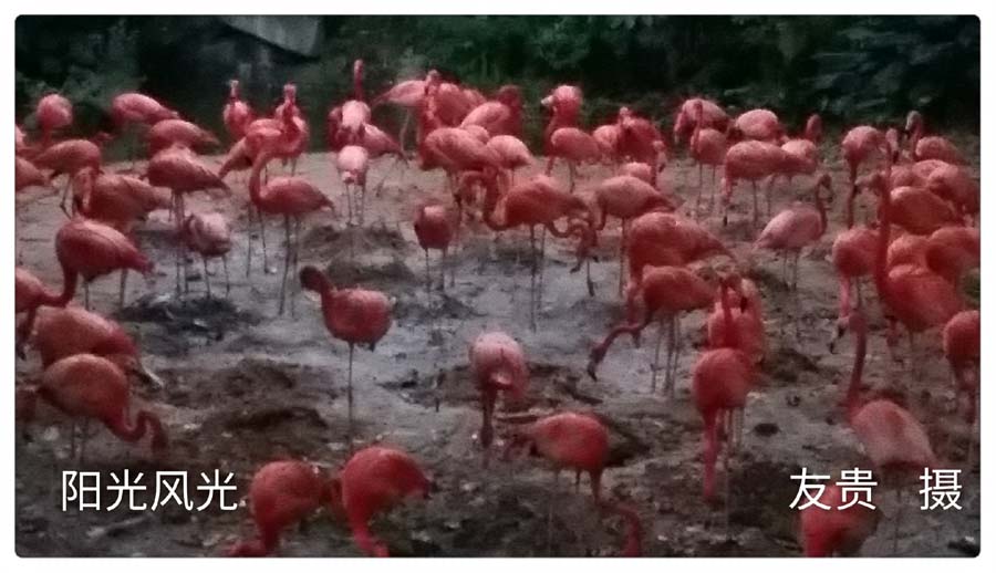 һҳ