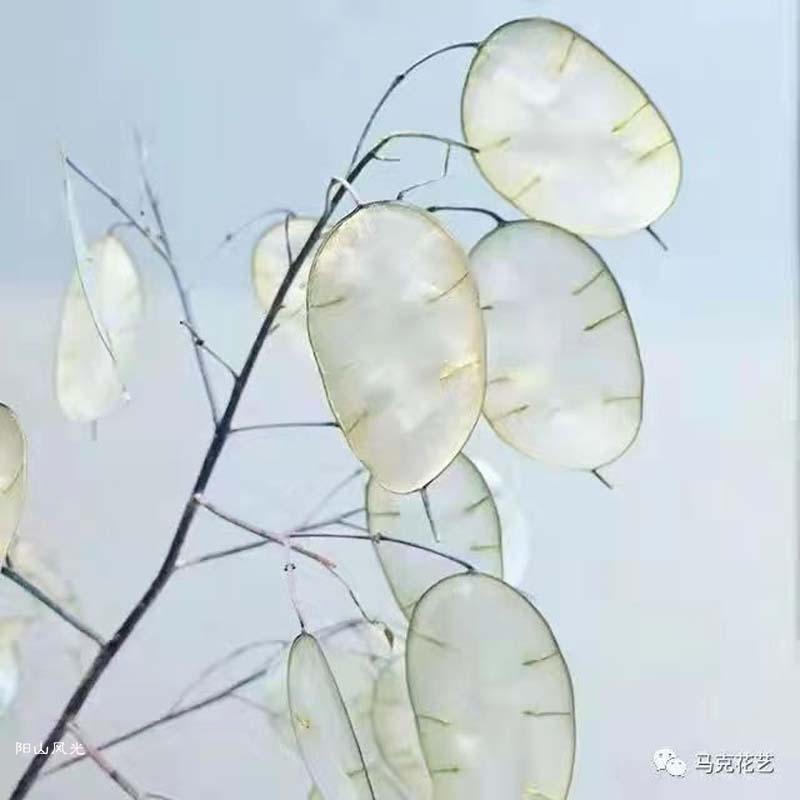 һֻ
