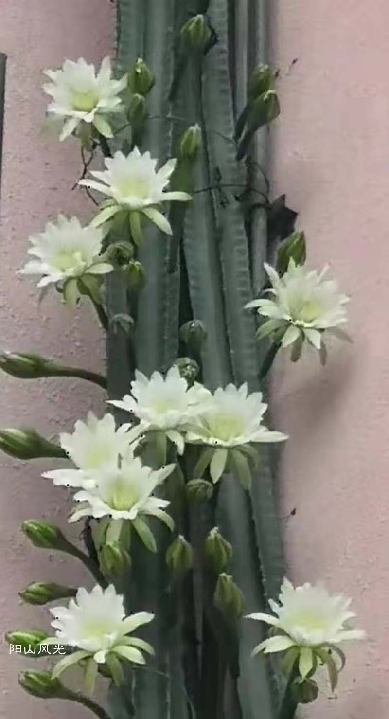 һֻ