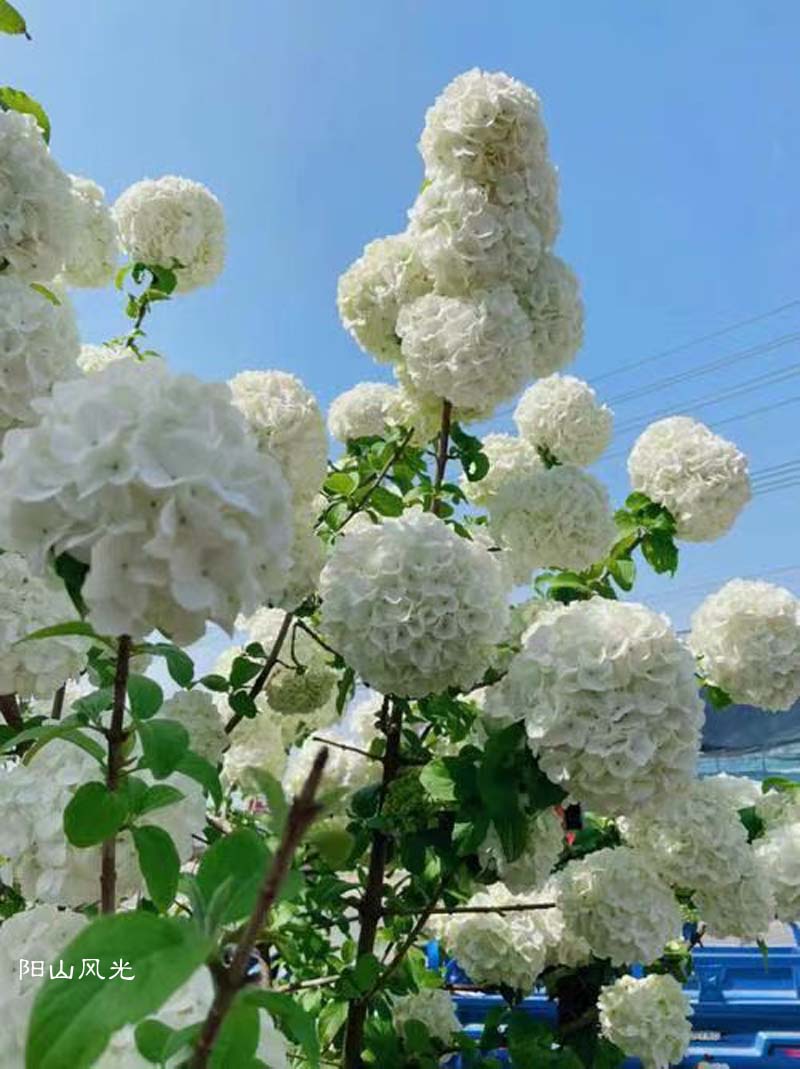 һֻ